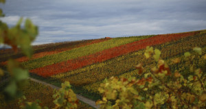 Herbst in den Weinbergen